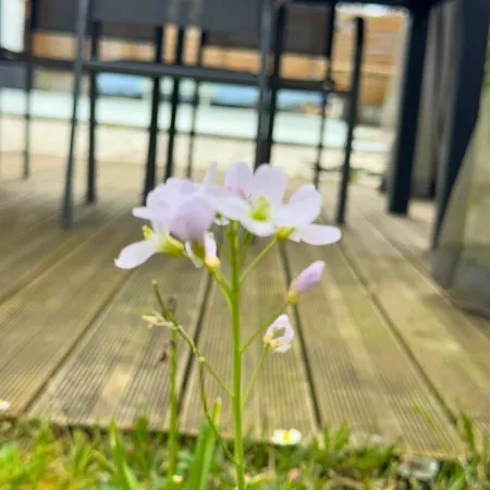 Lotus - Terrasse - Piscine - Parking Ferienhaus